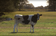 Dairy Farmers – Tequila! – Social Media Video