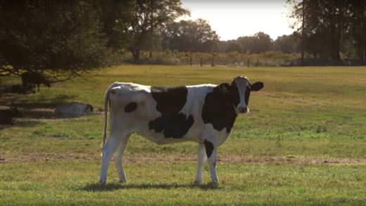 Florida Dariy Farmer Cow Social Media Video